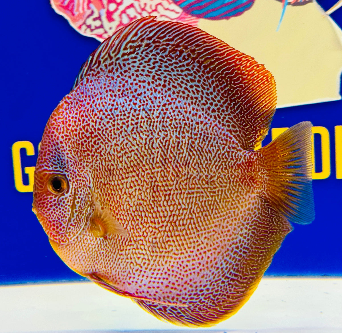 Panthera Premium Discus 6-6.5"