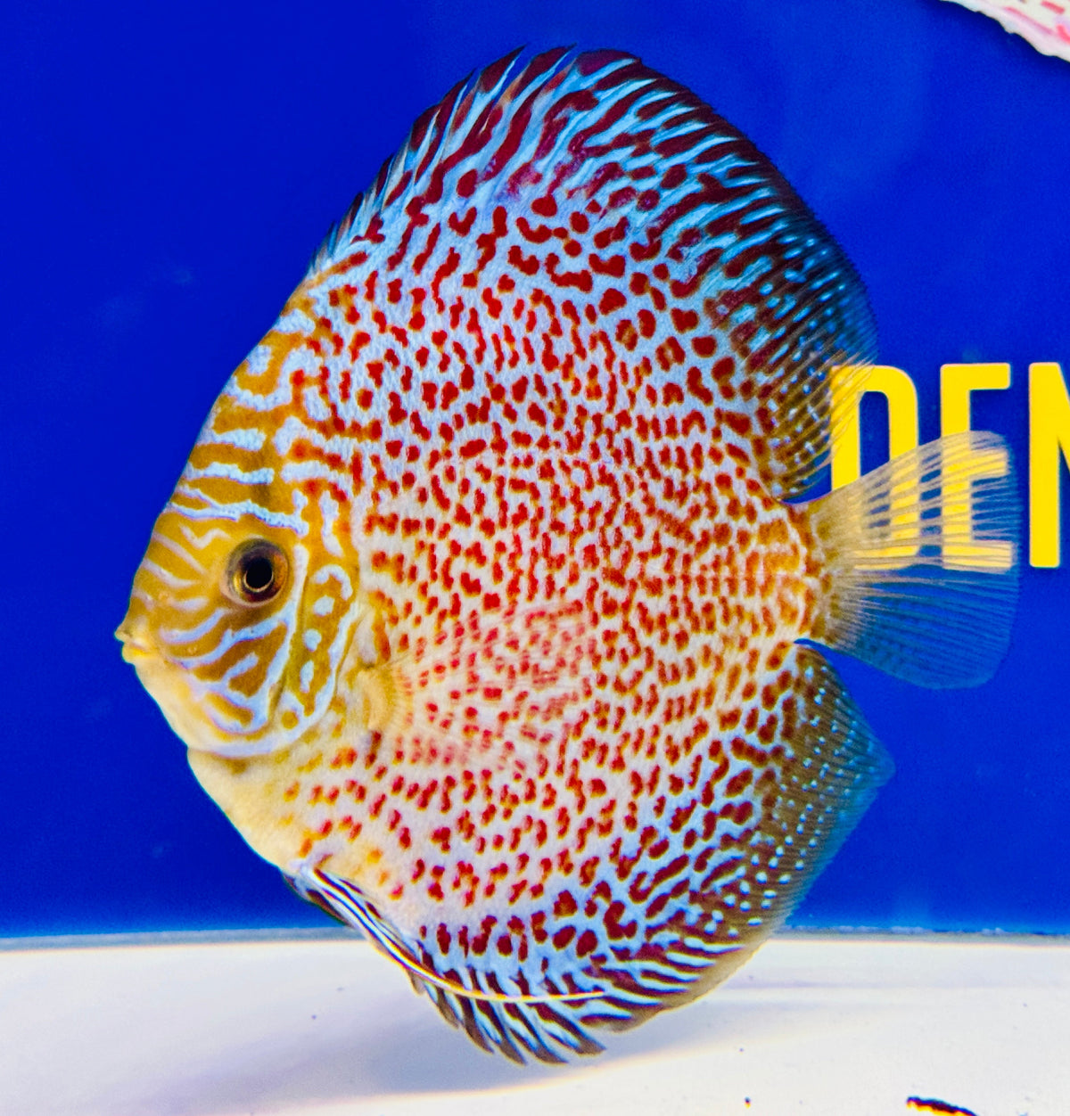 Leopard Discus 5-5.5"