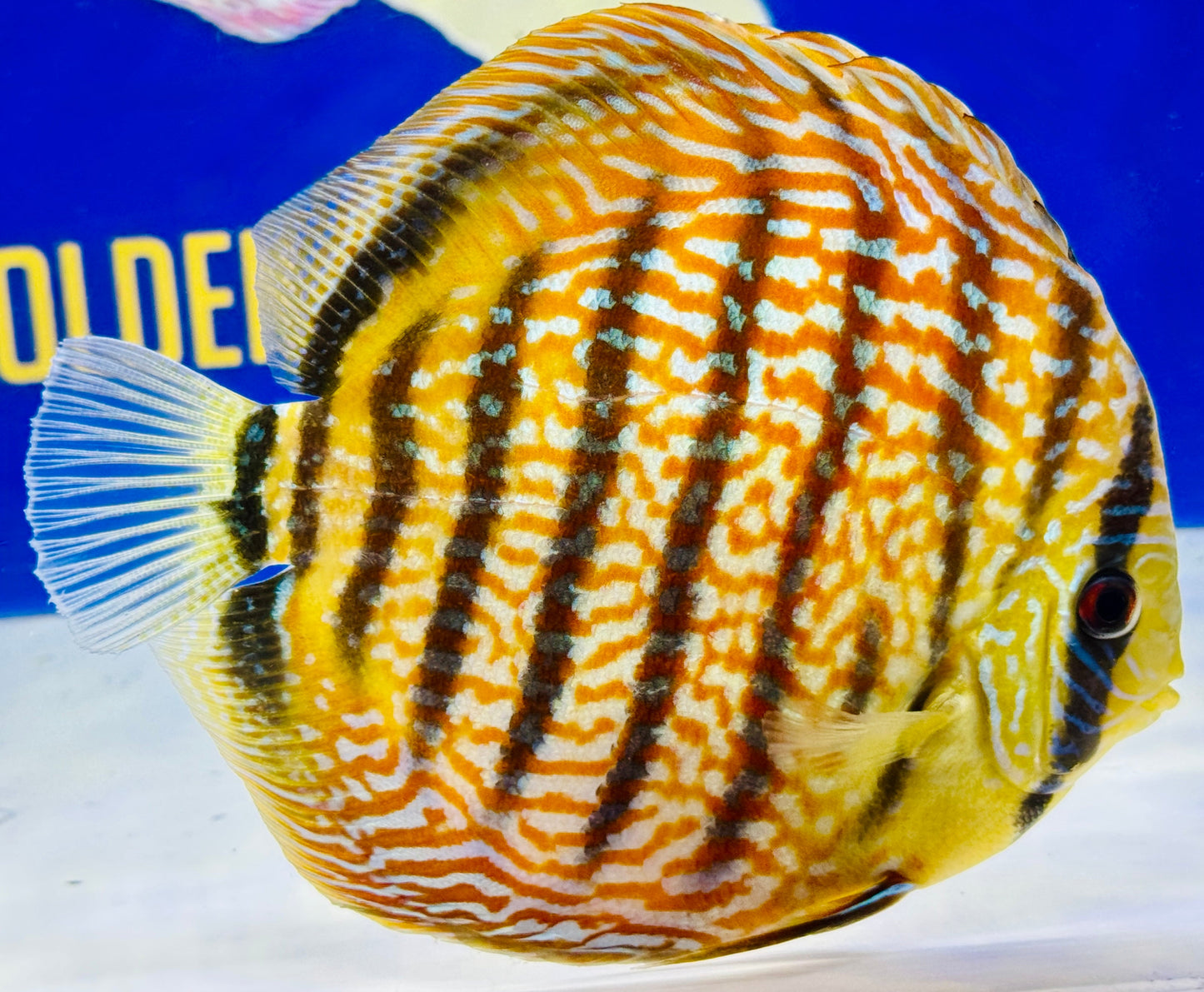 Maze Spotted KL Jumbo Premium Discus 6.5-7"
