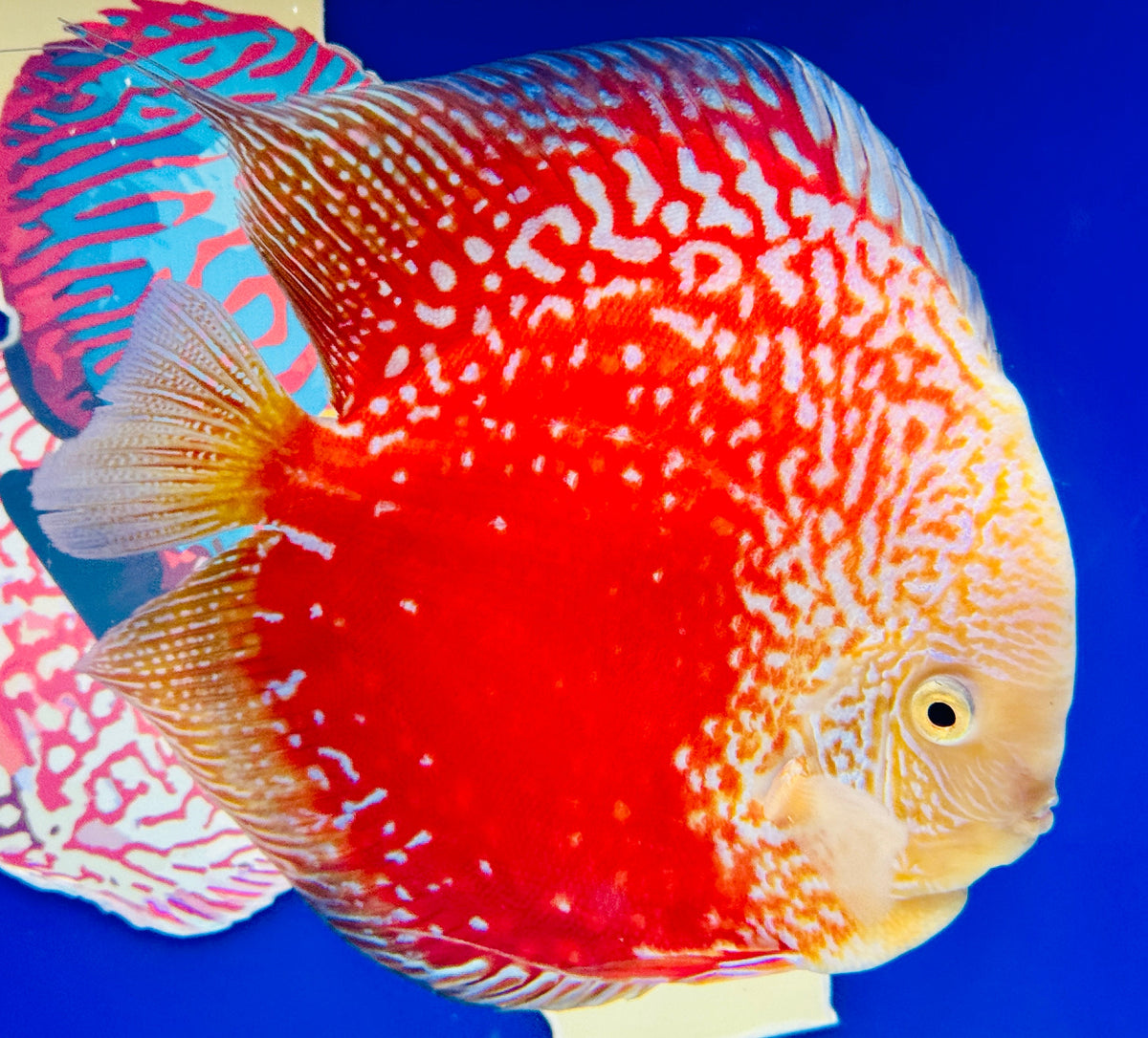 Moonstone Discus Premium Jumbo 6.5-7"