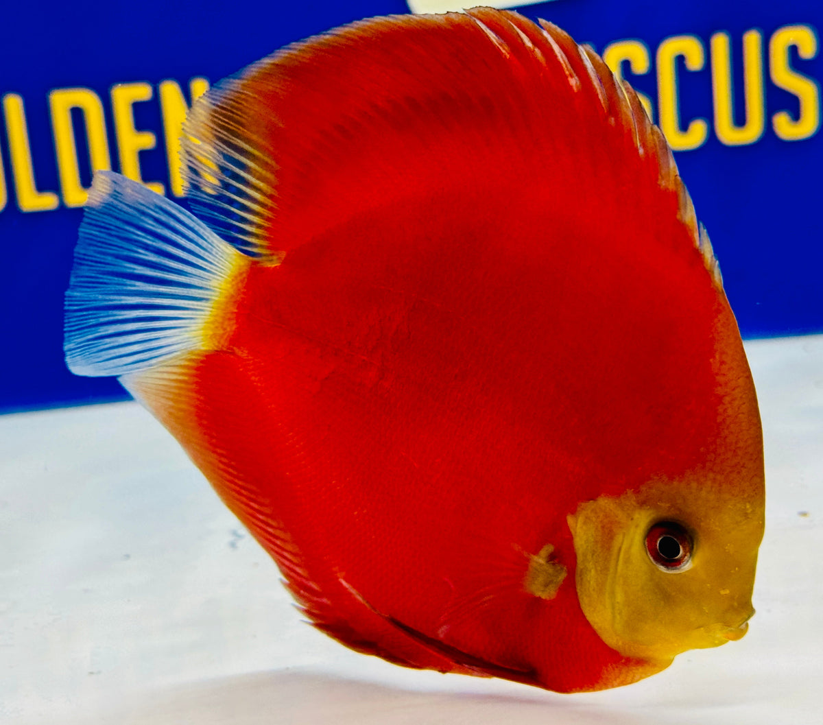 Red Cover Discus 5-5.5"