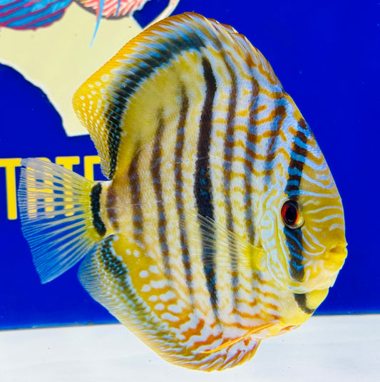 Blue Turquoise Heckel Cross Premium Discus 6-6.5"