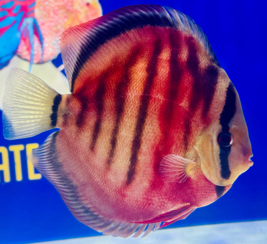 Sun Merah KL Jumbo Premium Discus 6.5-7"