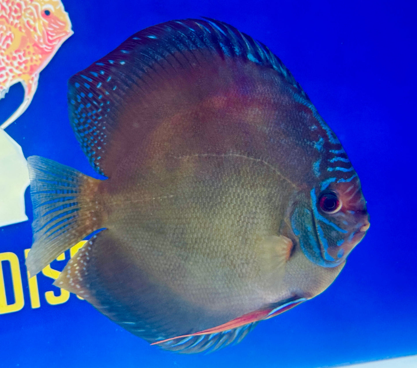 Wild Cross Jumbo Premium Discus 6.5-7"