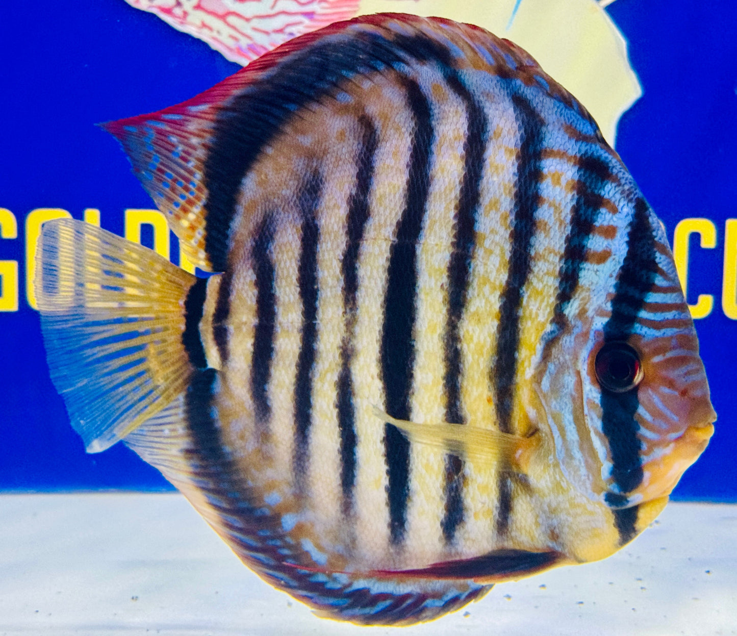 Royal Solid Blue Heckel Cross Jumbo Premium Discus 6.5-7"