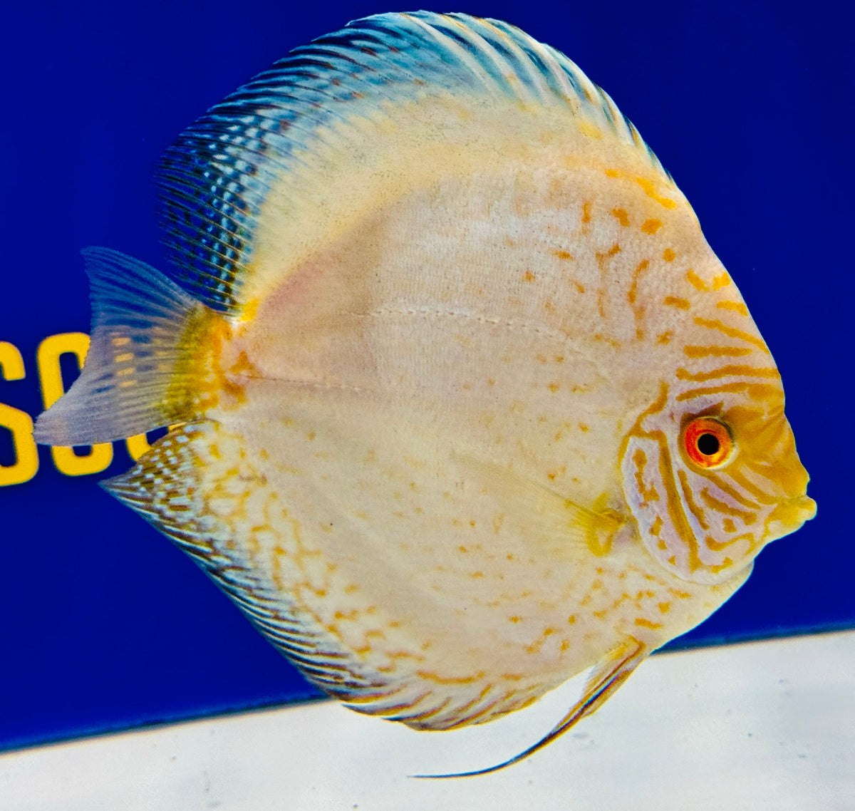 White Butterfly Discus 5-5.5"
