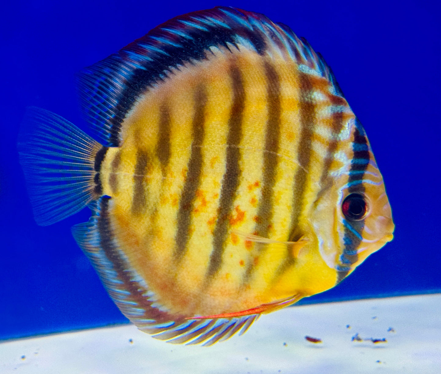 Red Catana Kl Discus 4.5-5"