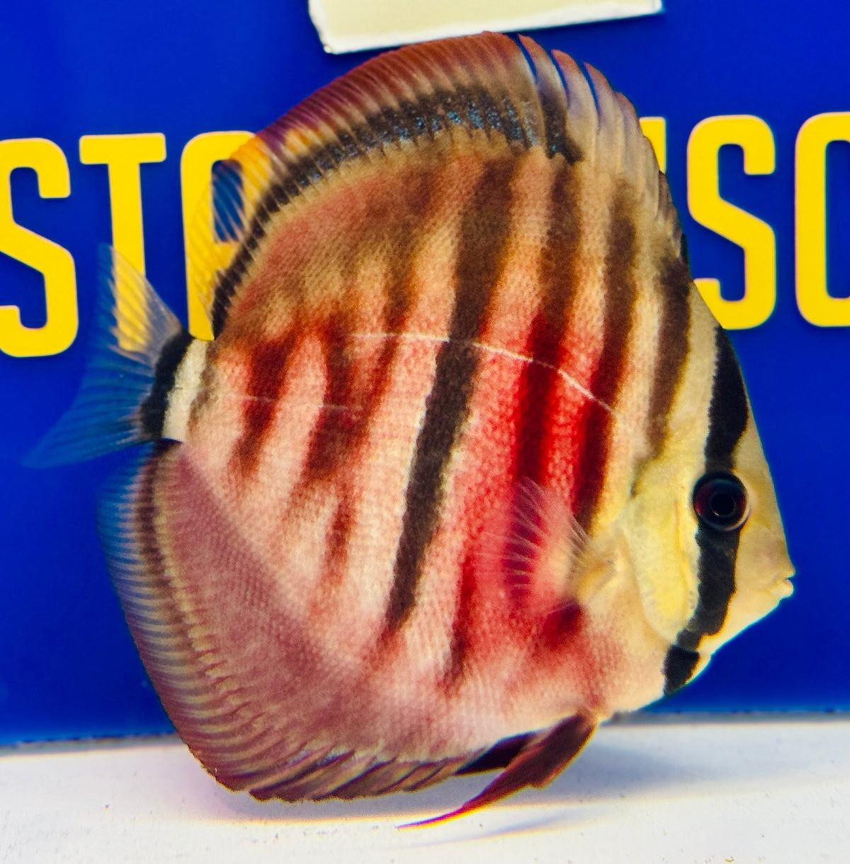 Ica Red Solid KL Discus 4.5-5"