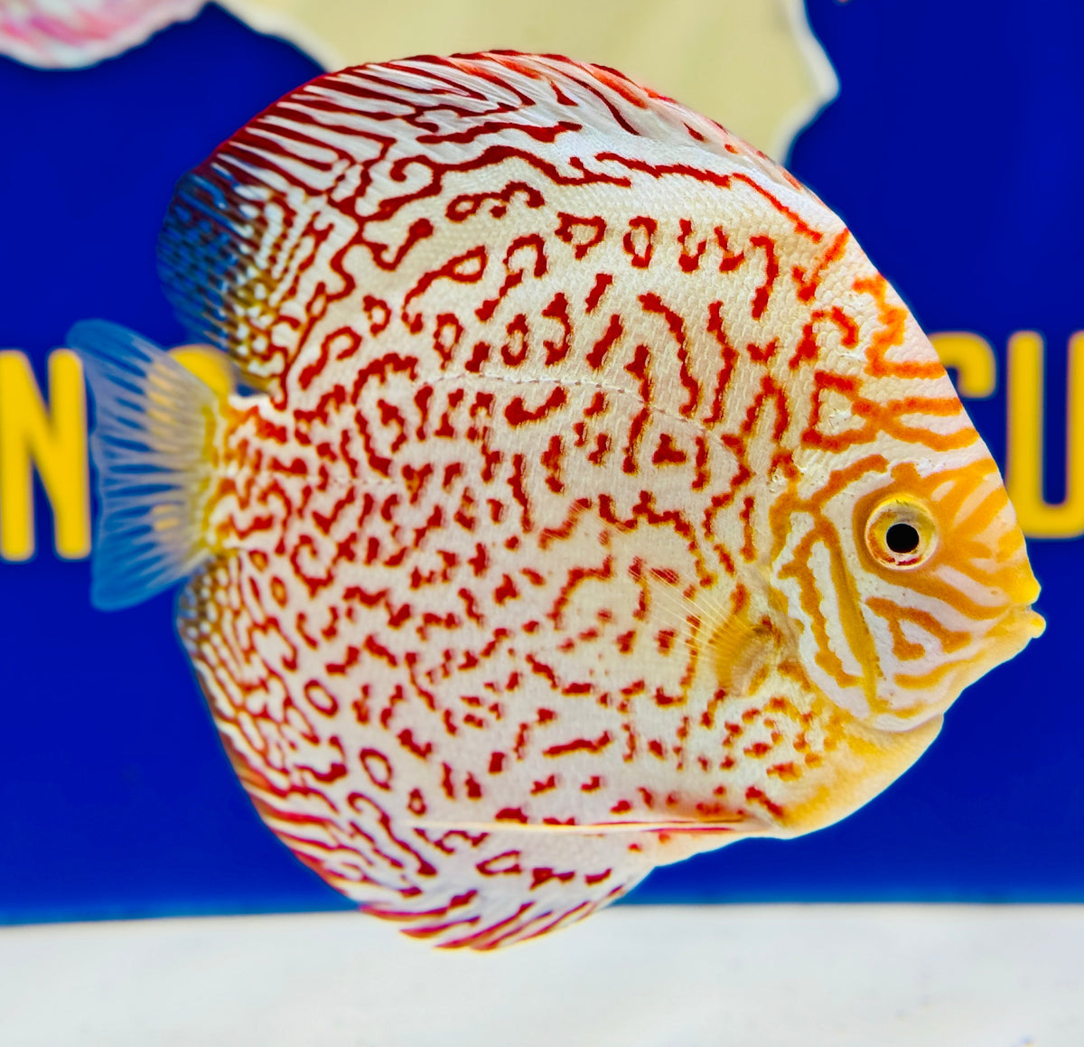 Albino Leopard Discus 5-5.5"