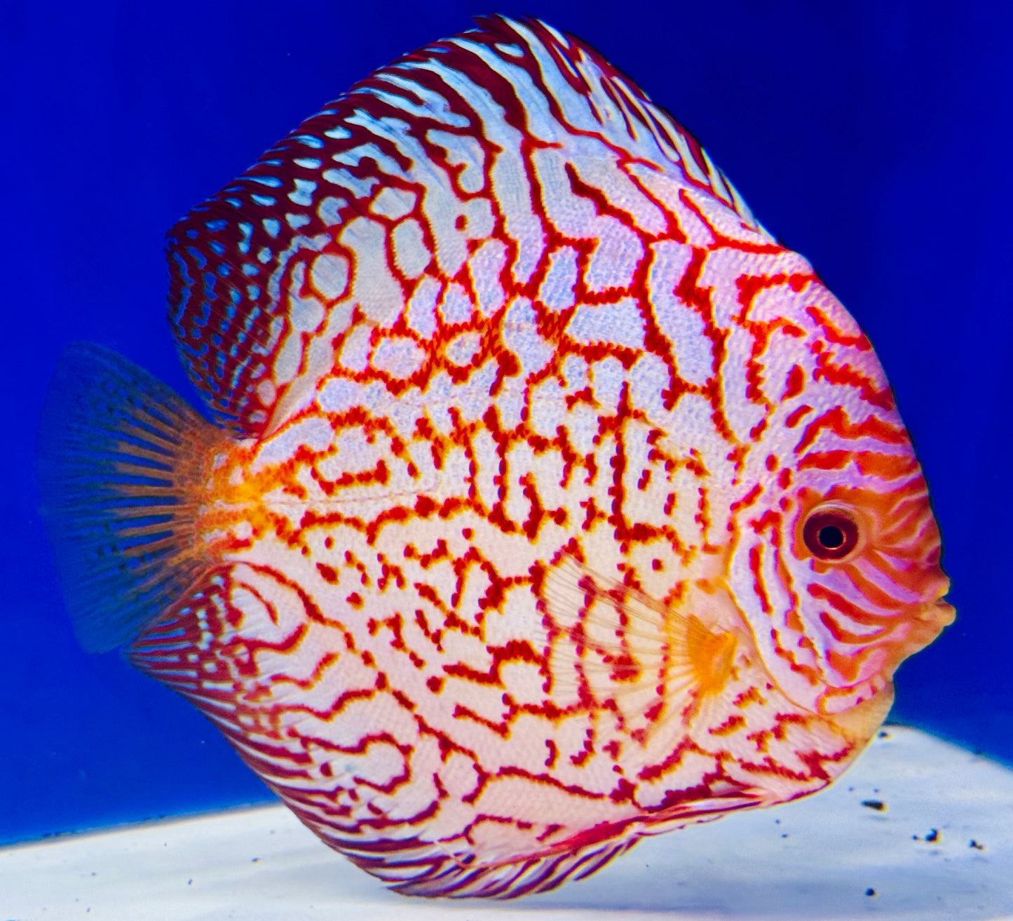 Pigeon Checkerboard Jumbo Premium Discus 6.5-7.5” (WYSIWYG)