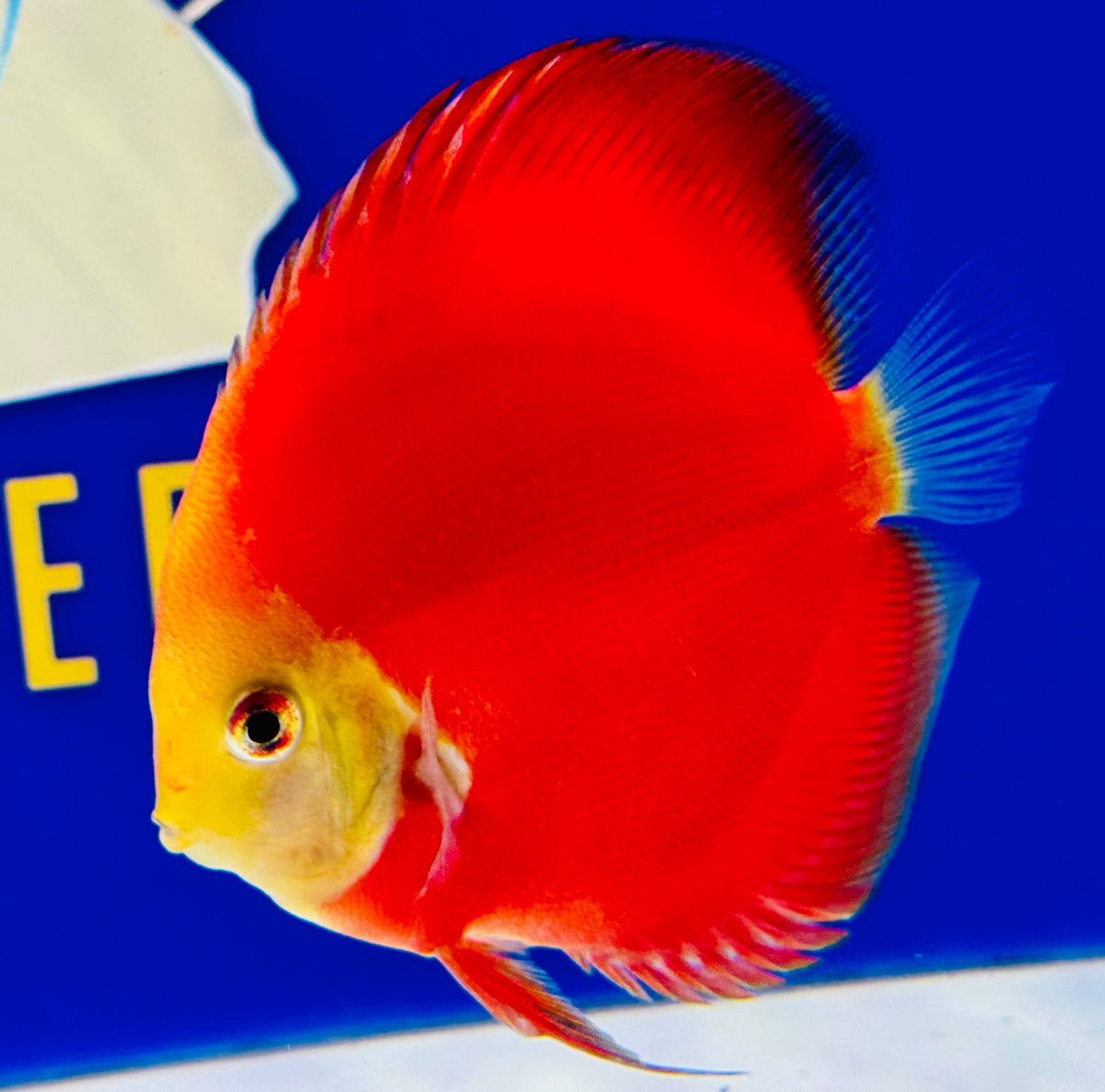 Red Golden Diamond Discus 4.5-5"