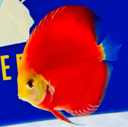 Red Golden Diamond Discus 4.5-5"