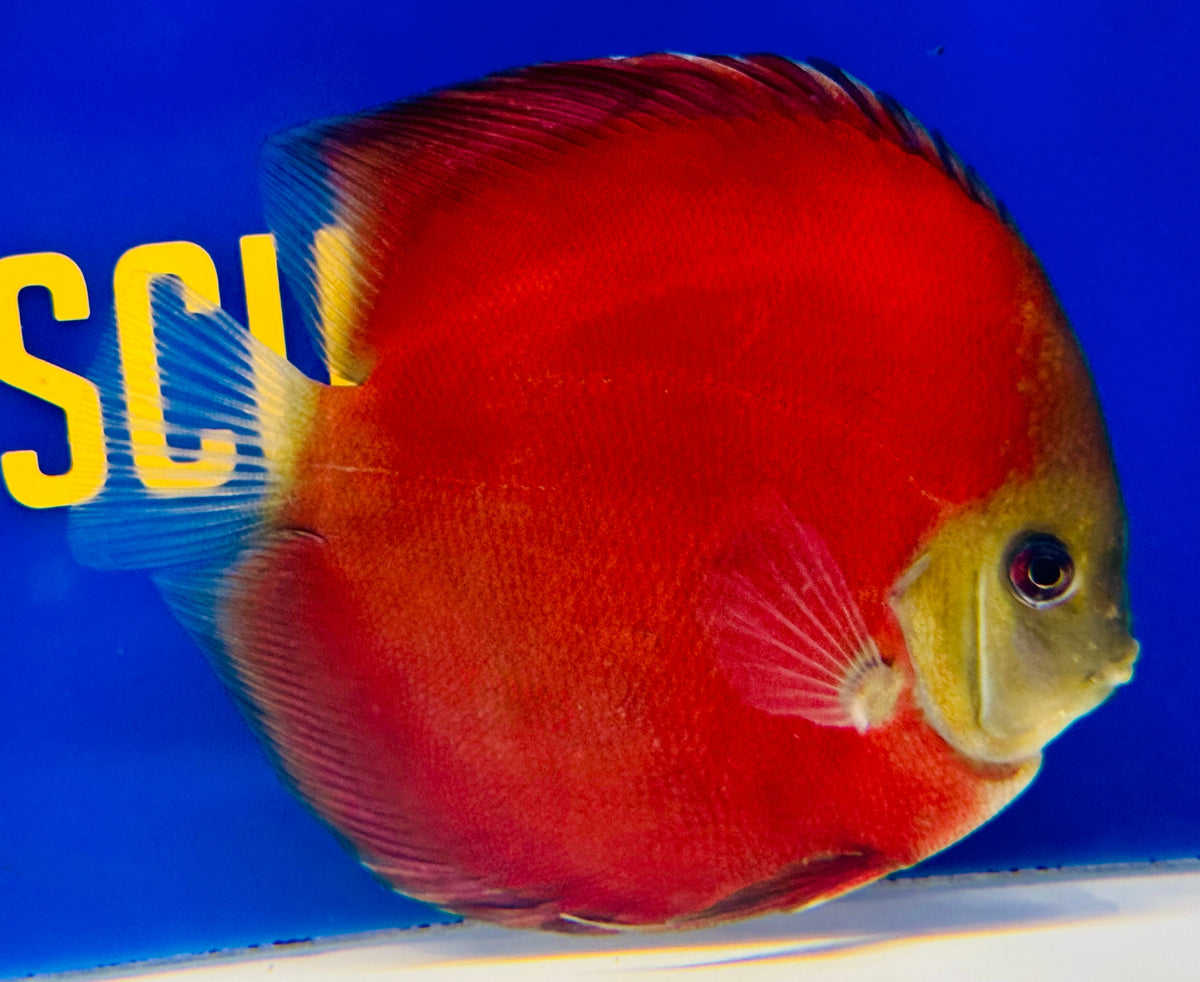 Red Cover Discus 5-5.5"