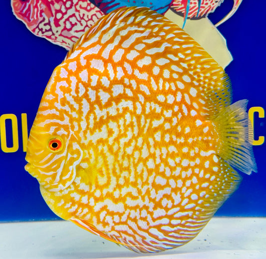 Yellow Pigeon Checkerboard Jumbo Premium Discus 6.5-7"