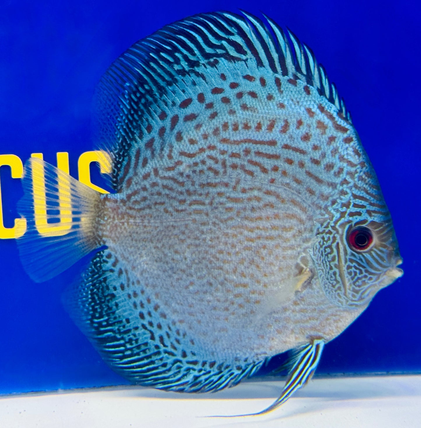 Blue Snakeskin Discus 5-5.5"