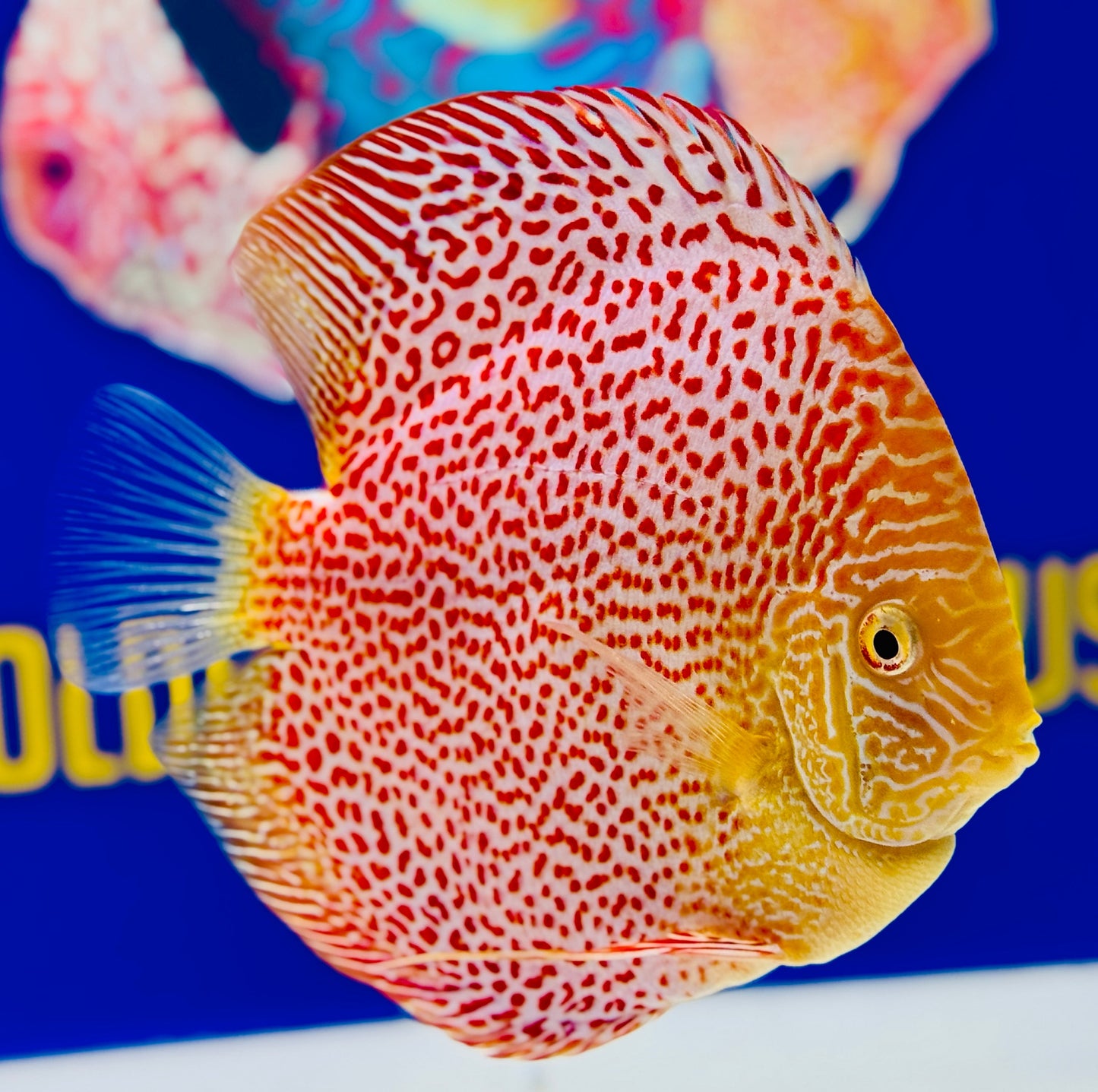 Albino Leopard Snake Premium Discus 6-6.5"