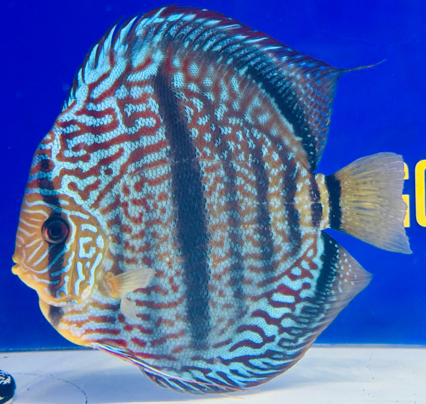 Royal Blue Heckel Cross Jumbo Premium Kl Discus 6.5-7"