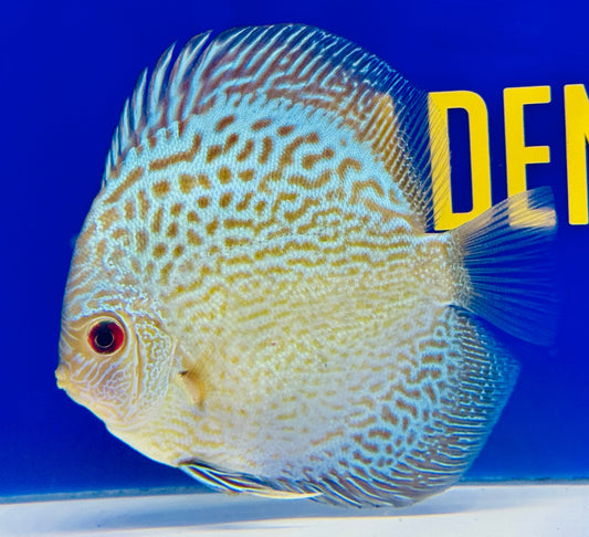 Blue Snakeskin Discus 4-4.5"