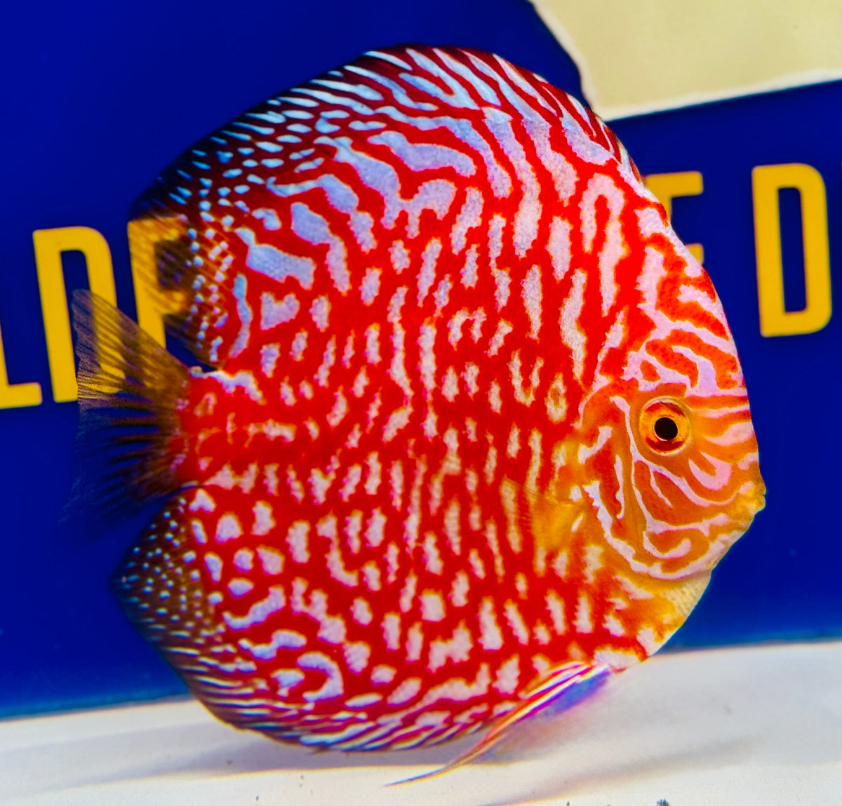 Majestic Pigeon Checkerboard Discus 5-5.5"