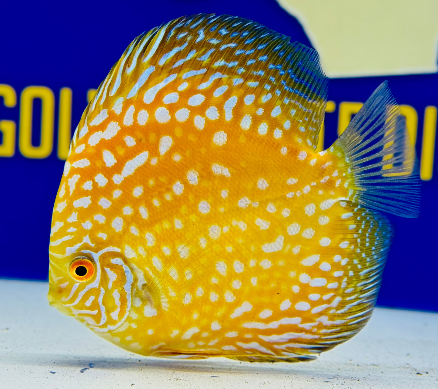 Yellow Pigeon Checkerboard Discus 5-5.5"