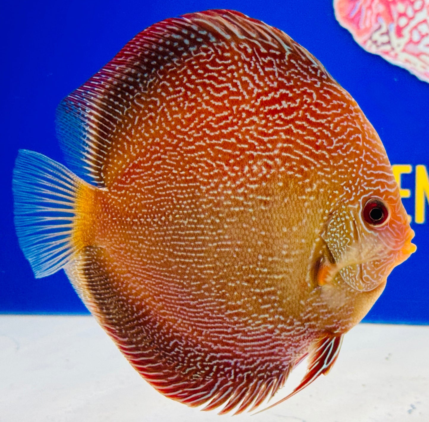 Red Scarlet Snakeskin Discus 5-5.5 (WYSIWYG)