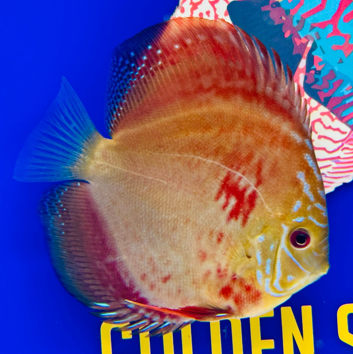 Wild Cross Discus 5-5.5"