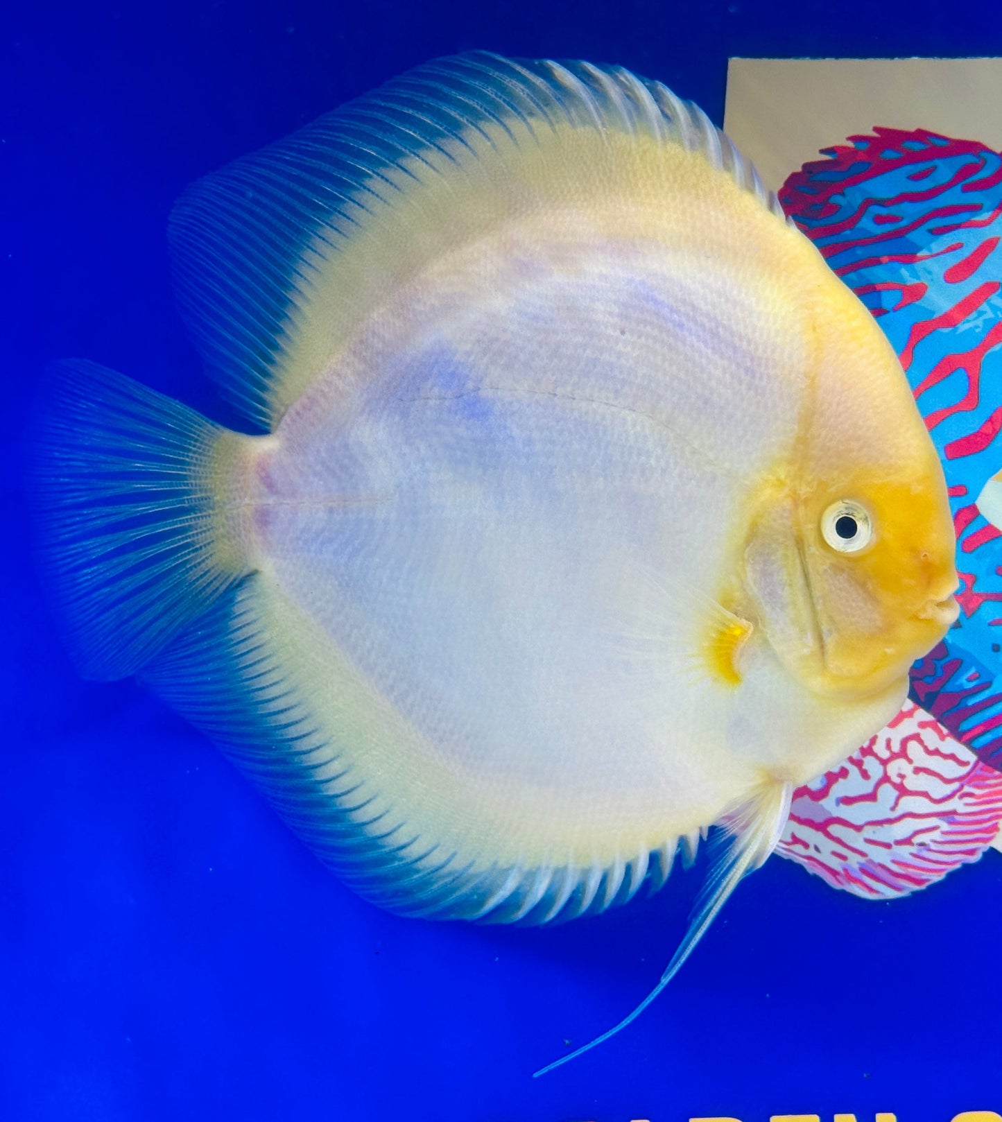 Snow White Extra Jumbo Premium Discus 7-8"