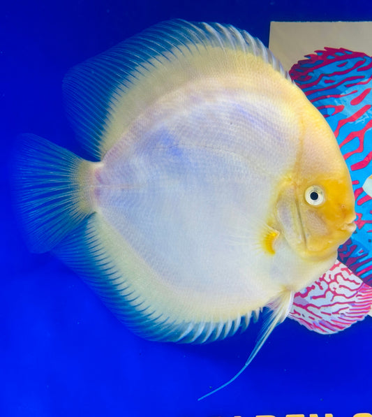 Snow White Extra Jumbo Premium Discus 7-8"
