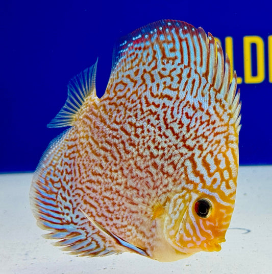 Majestic Fire Discus 4-4.5“
