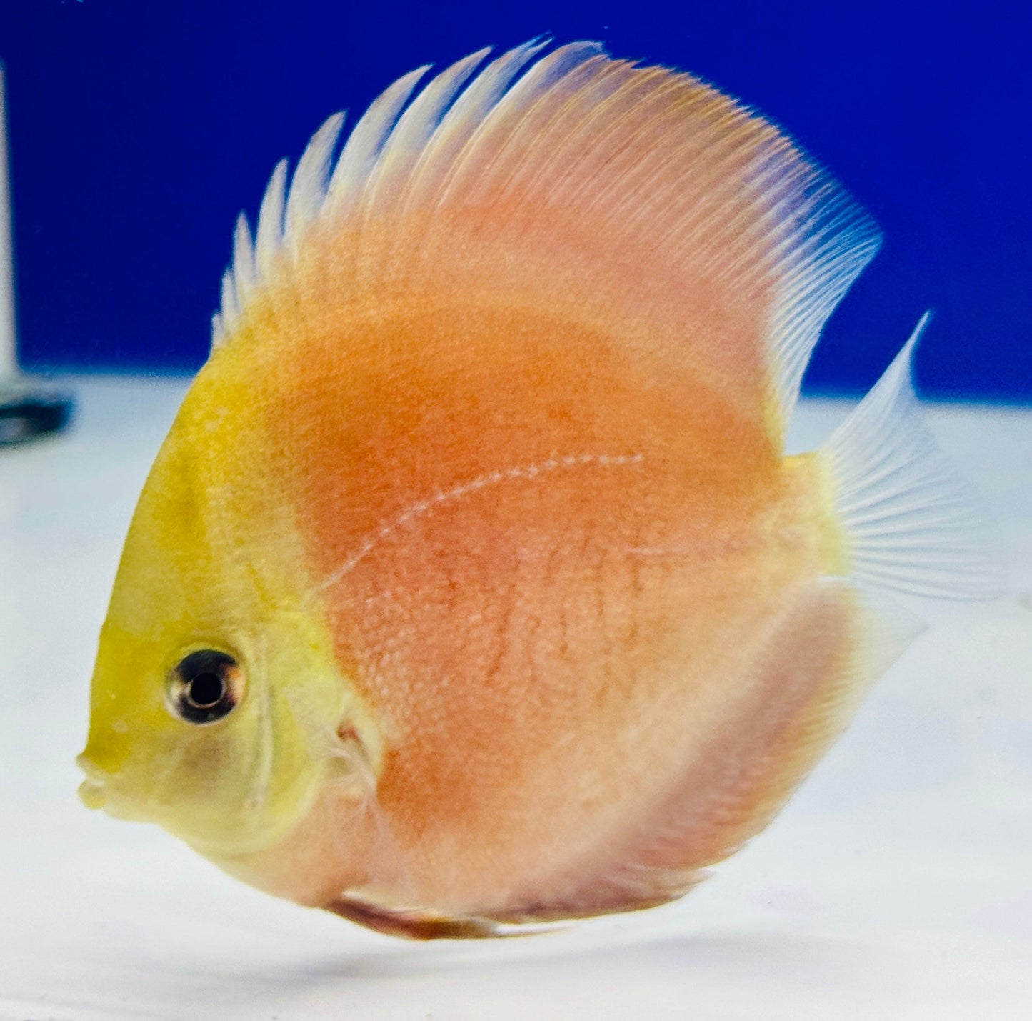 Red Cover Discus 3-3.5"