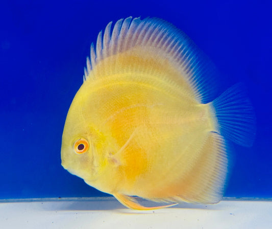 Albino Pearl Diamond Discus 3-3.5"