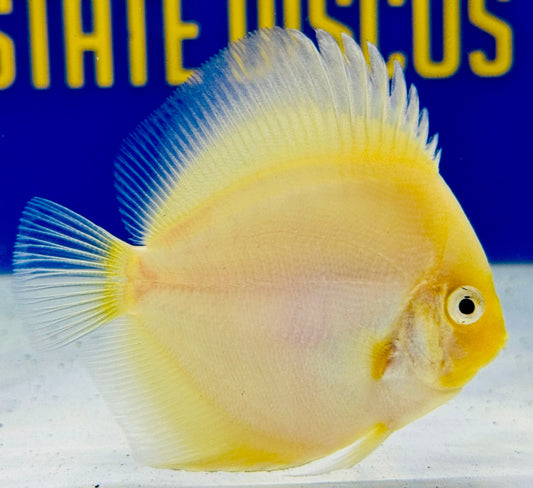 Snow White Discus 3-3.5"