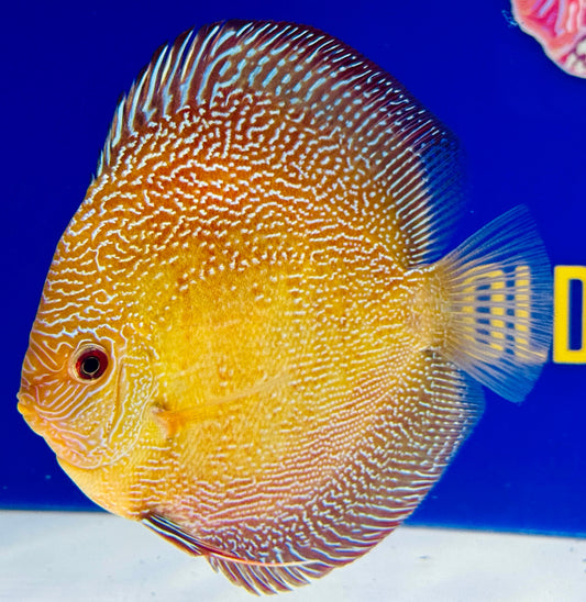Red Scarlet Snakeskin Discus 5-5.5"