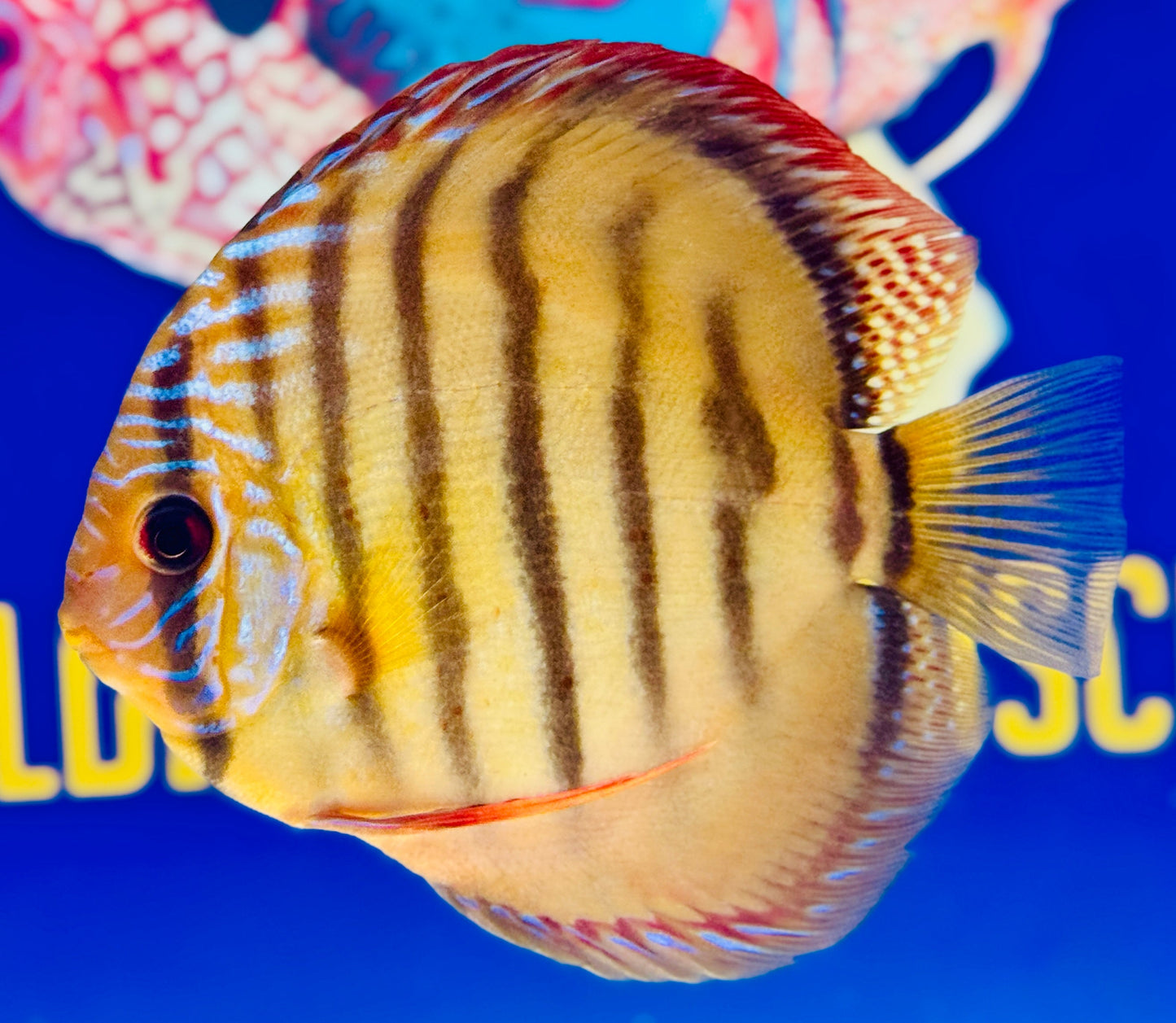 Red Catana KL Discus 5-5.5"