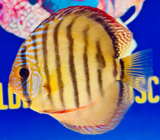 Red Catana KL Discus 5-5.5"