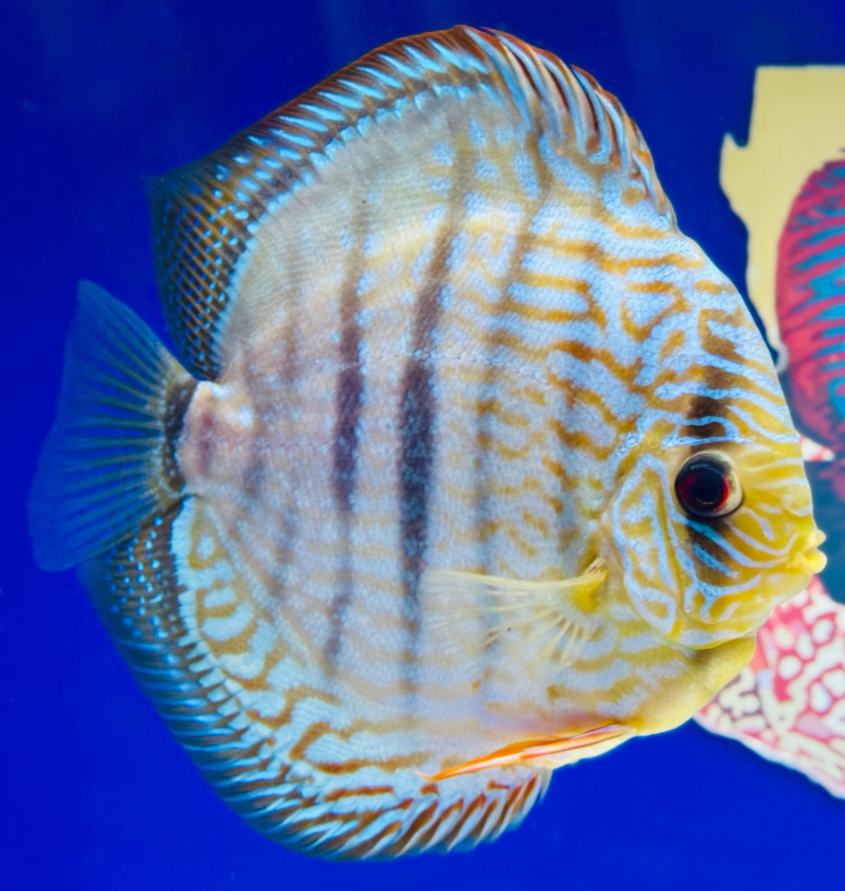 Blue Turquoise Heckel Cross Jumbo Premium Discus 6.5-7"