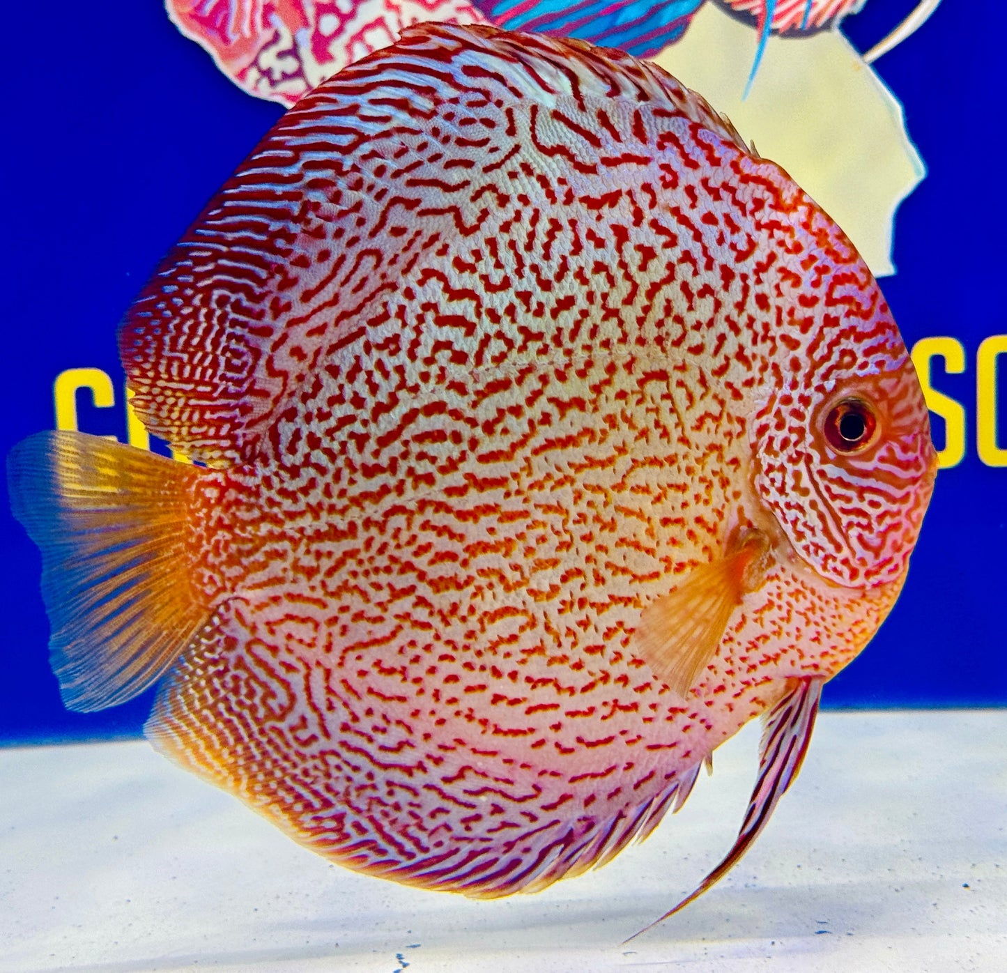 Viper King Jumbo Premium Discus 6.5-7.5 (WYSIWYG)