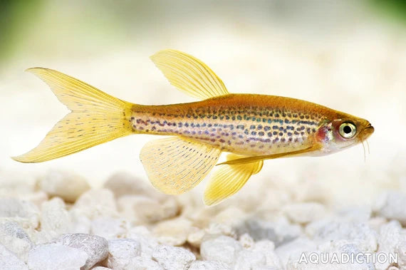 GOLD LEOPARD DANIO