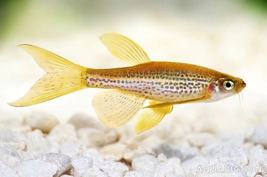 GOLD LEOPARD DANIO