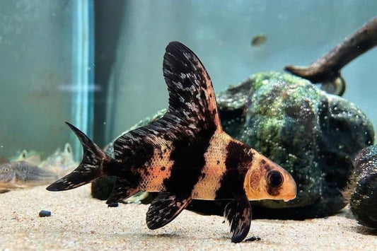 Hifin Chinese Banded Shark