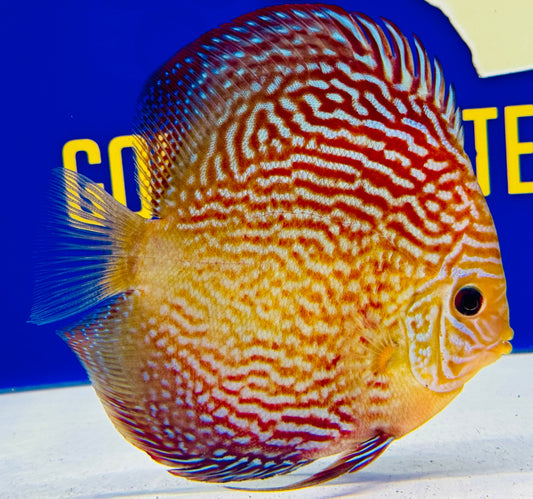 Altum Carnation Discus 5-5.5"