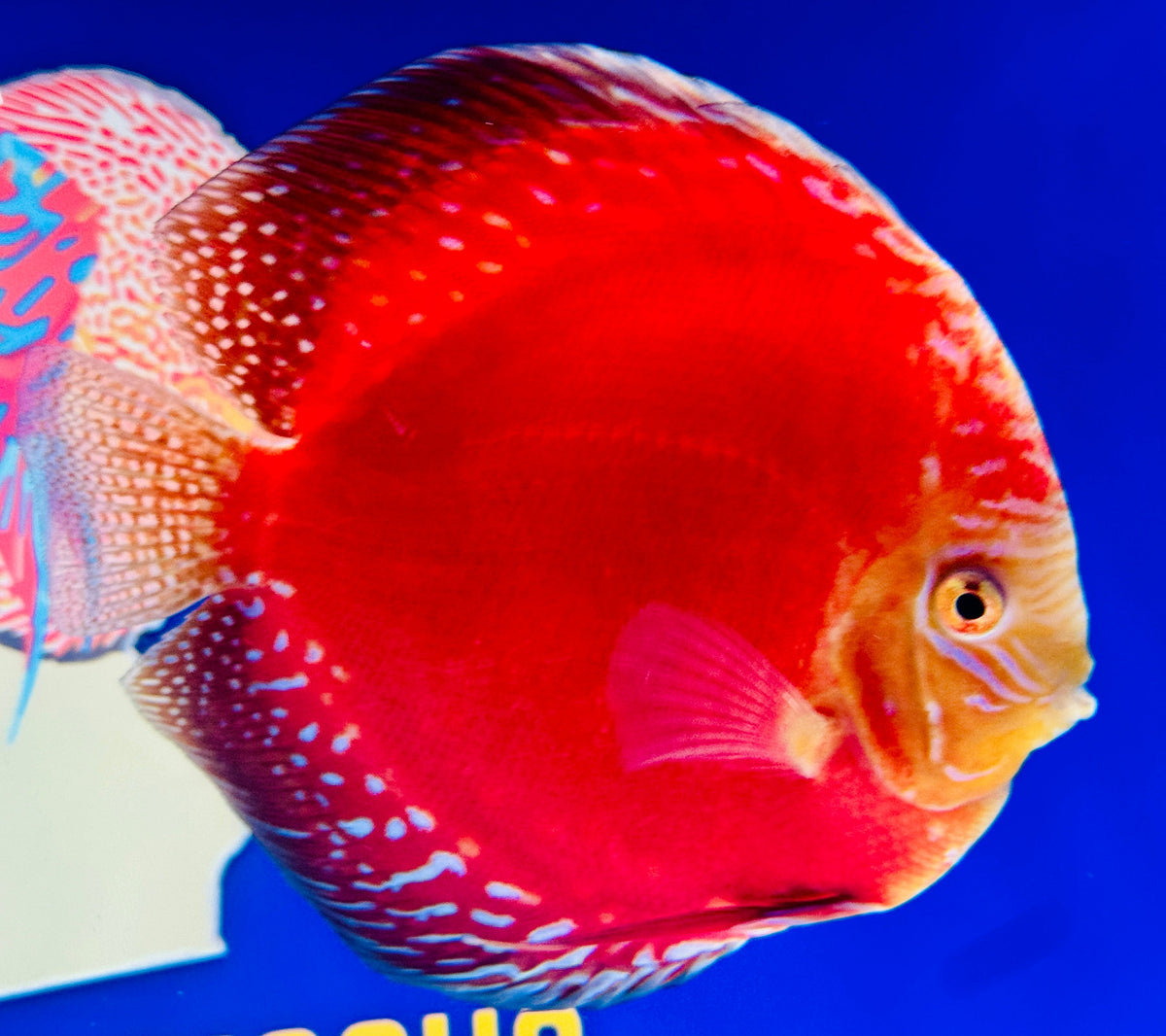Moonstone Discus Premium Jumbo 6.5-7"