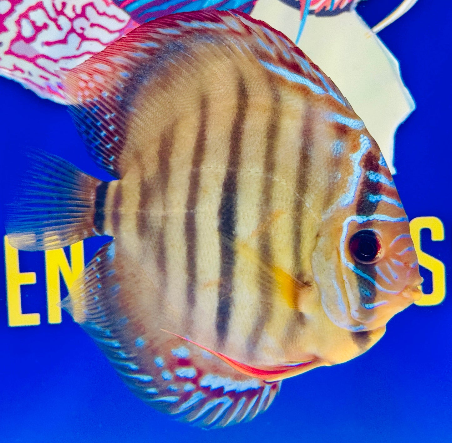 Red Catana KL Discus 5-5.5"