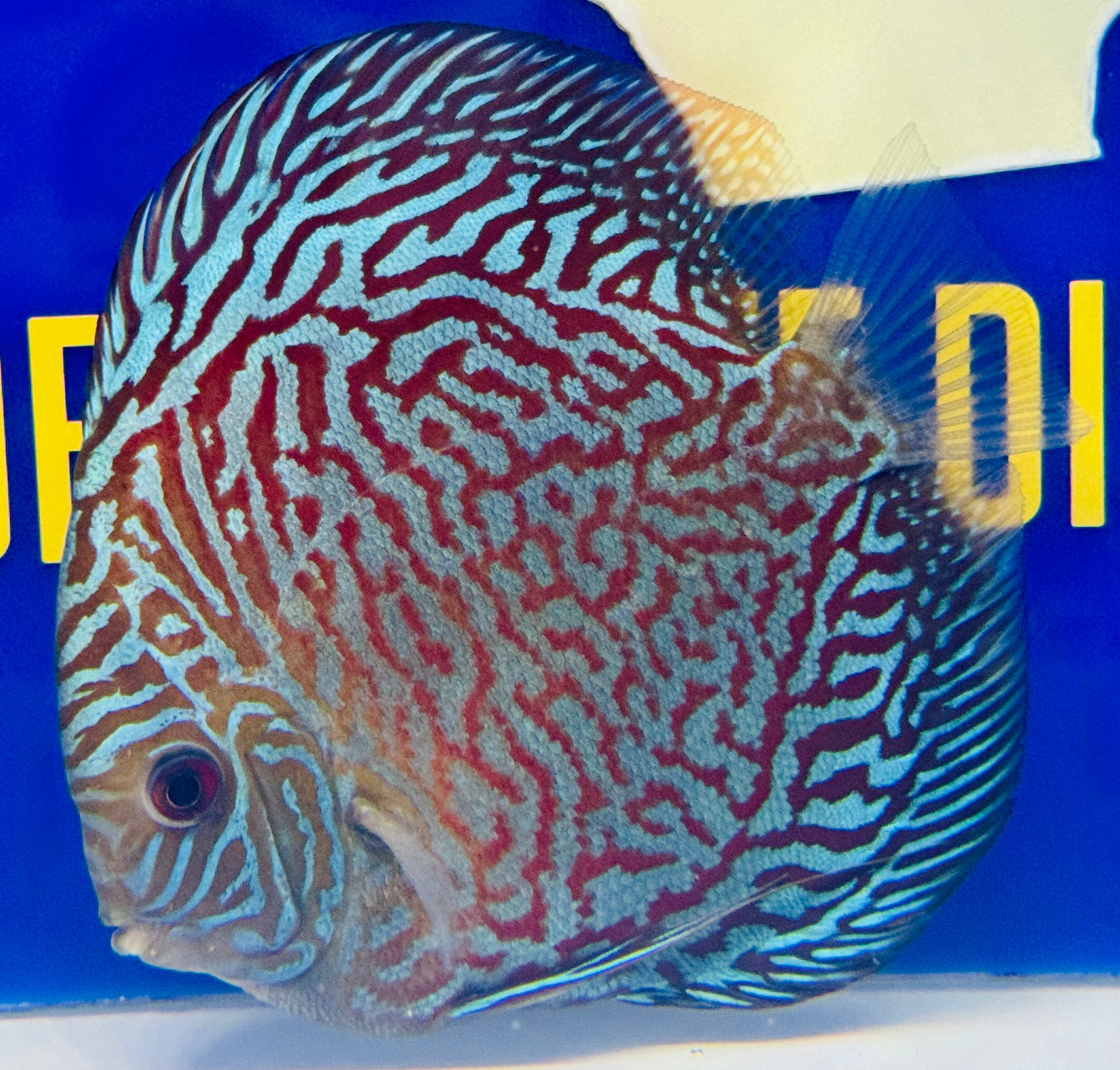 Indiana Tiger Discus 5-5.5"