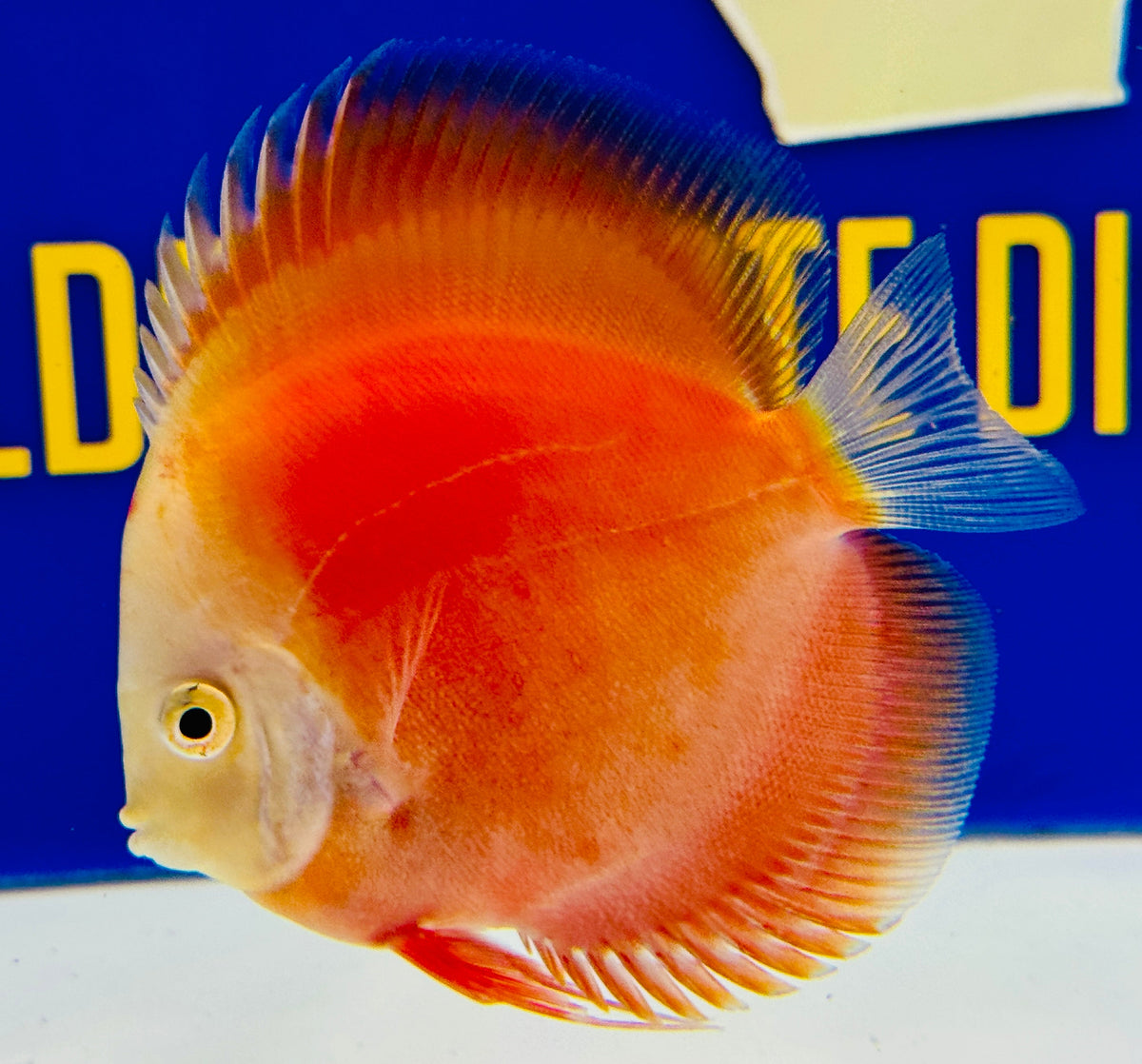 Red White Discus 4-4.5"