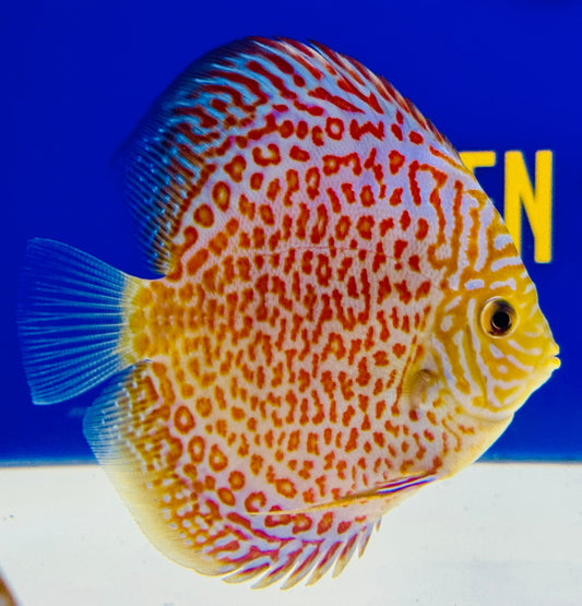 Ring Leopard Discus 4-4.5"