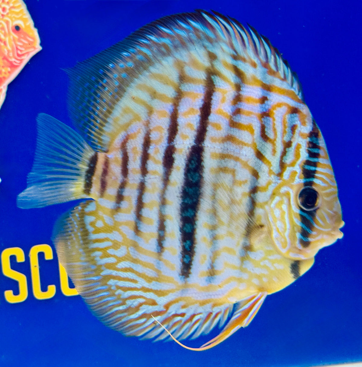 Blue Moon Heckle Cross Premium Kl Discus 6-6.5"
