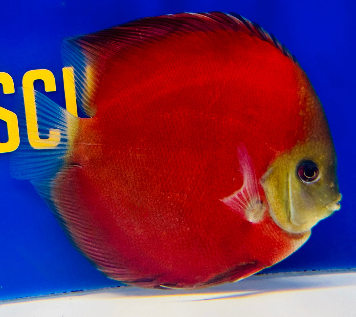 Red Cover Discus 5-5.5"
