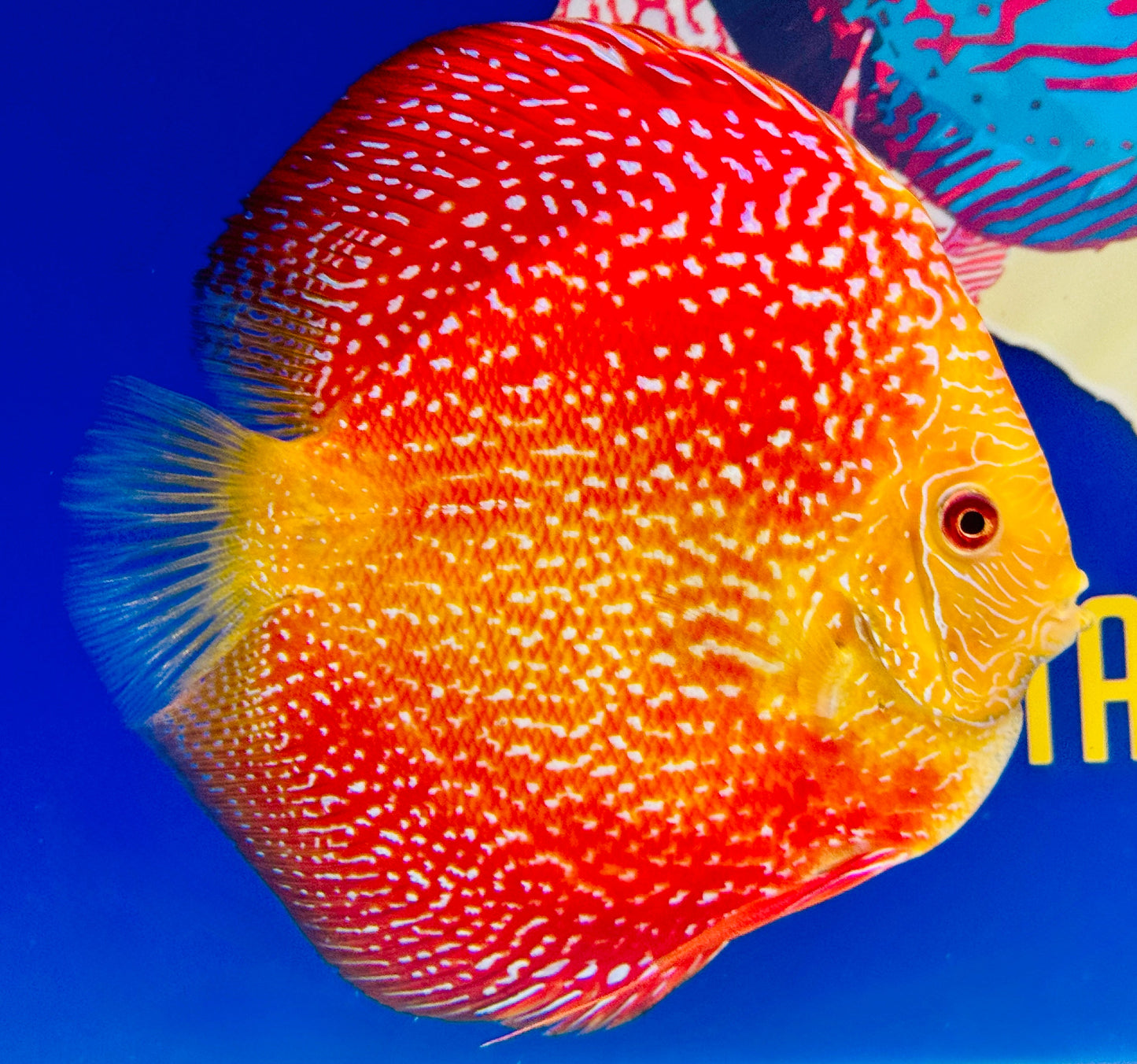 Pigeon Scarlet Snake Jumbo Premium Discus 6.5-7"