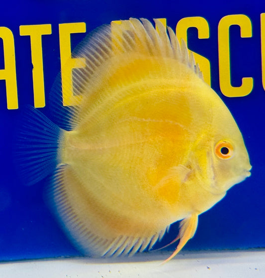 Albino Pearl Diamond Discus 3-3.5"